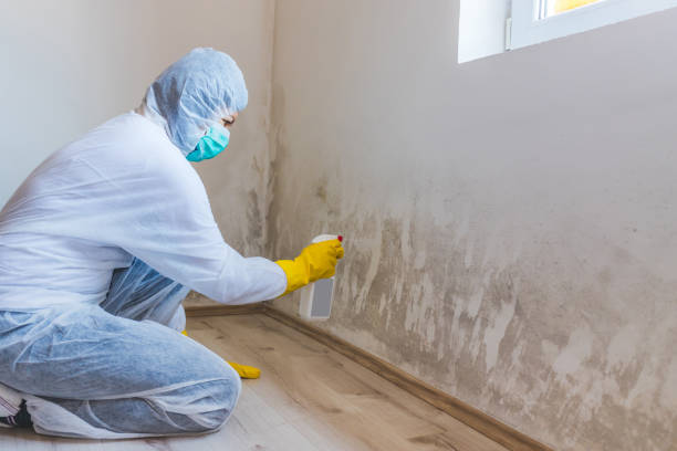Licensed Mold Inspection service in Madera, PA - WQB Mold Removal